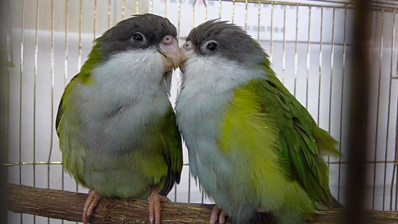 ユウギリインコ Sierra Parakeet / Grey-hooded parakeet 