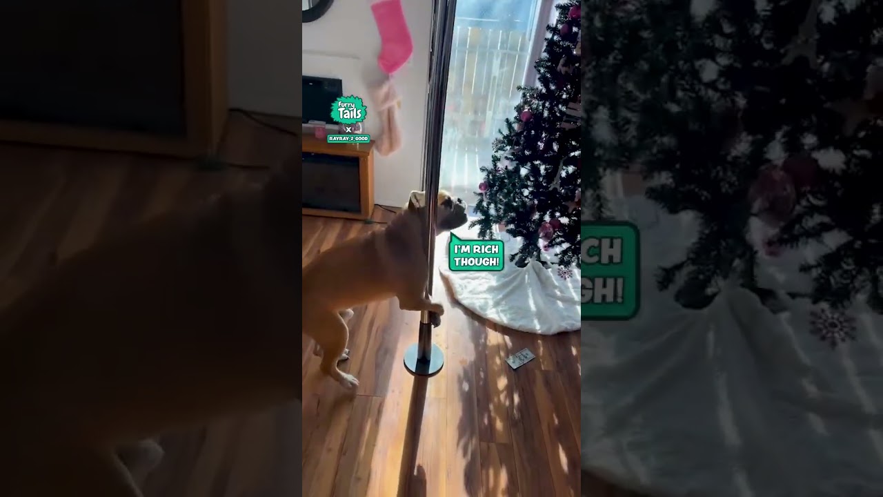 My dog earns her rent, too