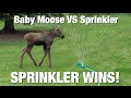 BABY MOOSE ATTACKS SPRINKLER!