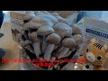 [農家の菜園]20/12/15 ぶなしめじ栽培キットpart3 ぶなしめじ収穫　[家庭菜園]