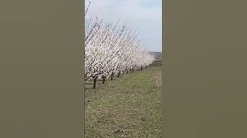 Thumbnail of Apricot blossoms / Spring in the apricot garden
