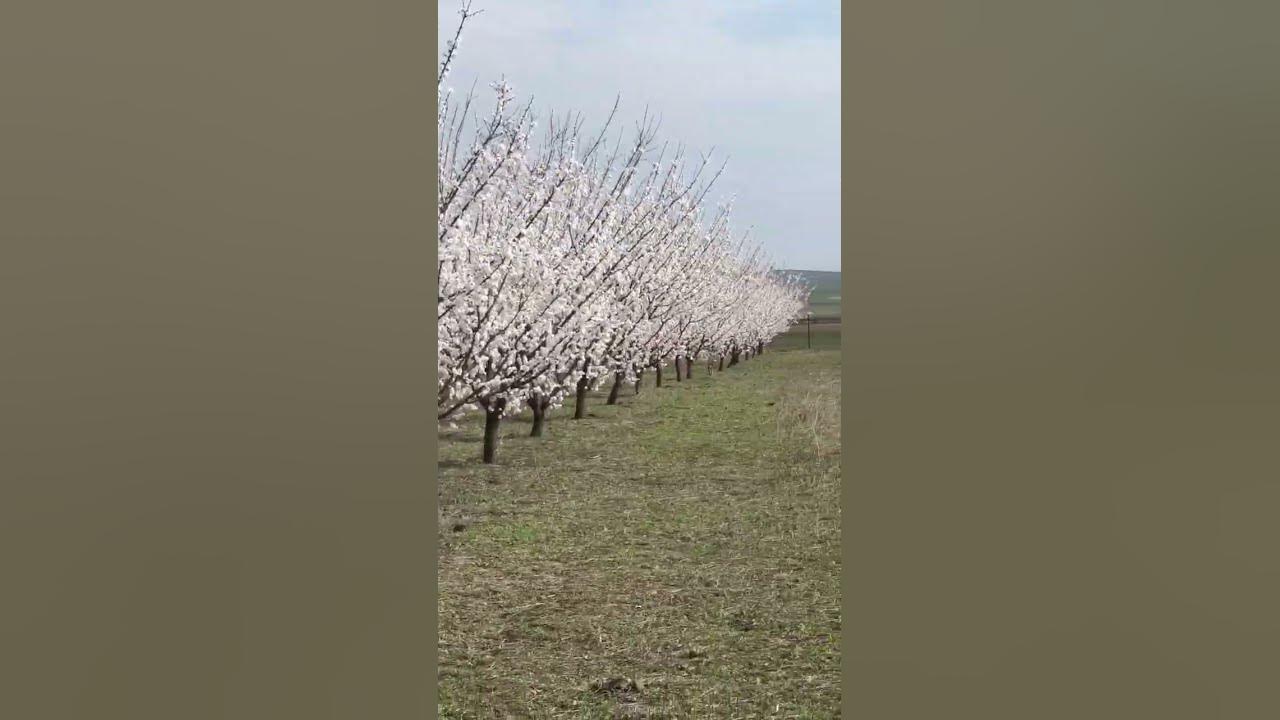 Apricot blossoms / Spring in the apricot garden Apricot blossoms / Spring in the apricot garden