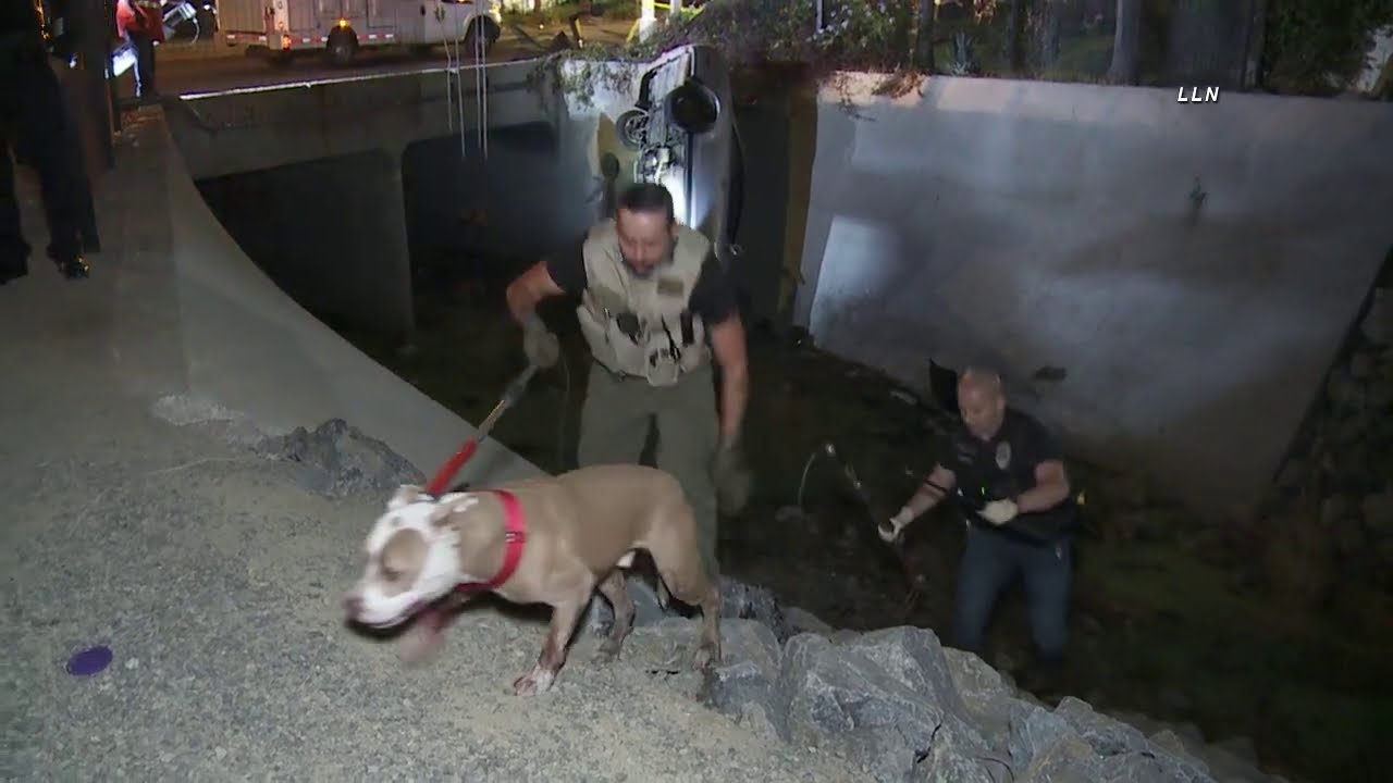 Dog Rescued From Crashed Car After Police Pursuit| ANAHEIM CA 10.4.20 ...