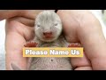 【カワウソ赤ちゃん】赤ちゃん達のお名前募集？Please Name ４ Baby Otters !【Mari's Story】