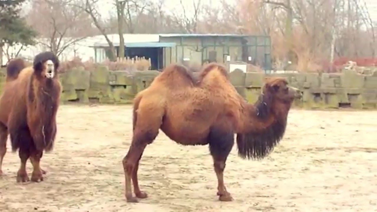 wielb-d-dwugarbny-zoo-w-odzi-marzec-2012-youtube