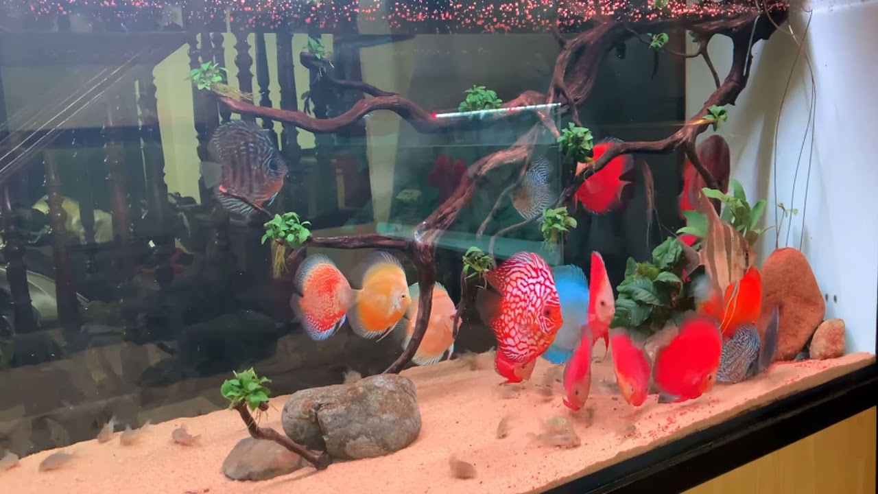 Beautiful Discus Aquarium Tank 116 YouTube