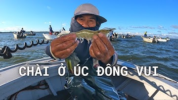 Đi Chài Ở Úc Đông Vui - Câu Được Nhiều Cá Đực | Catching Prawns in Queensland |#15| Đức Ở Úc Câu Cá