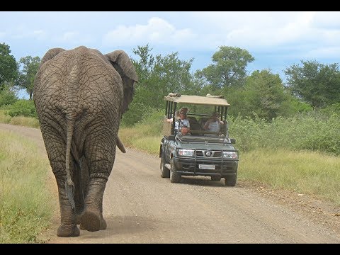 Video: Acesta Este Cel Mai Bun Loc Pentru A Vizita Un Safari Sud-african