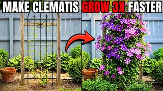 5 Hidden Tricks To Make Clematis Grow 3X Faster. 🌿 You Won't Believe #4!