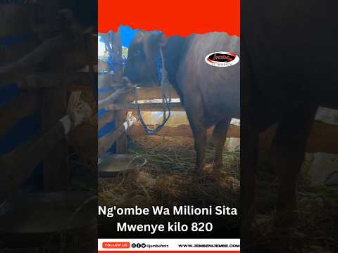 TIZAMA NGO MBE WA MILIONI SITA MWENYE KILO 820 NANENANE MWANZA