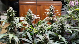 White Widow Week 9 ILGM Genetics
