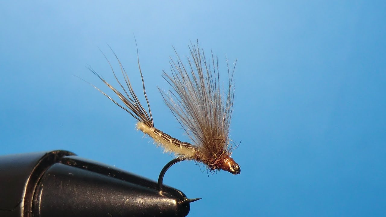 MINI EXTENDED BODY CDC  by Giancarlo