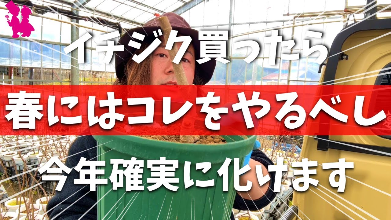 【必ず差が出る】イチジク苗を買ったら春やるべき作業(剪定・植え替え)