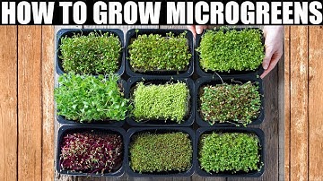 How To Grow Microgreens | Ready To Eat in 10 Days