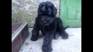 Terrier Nero Russo Ederlezi Fci - Nezhny Zver Devica-Krasavica - 3 Mesi