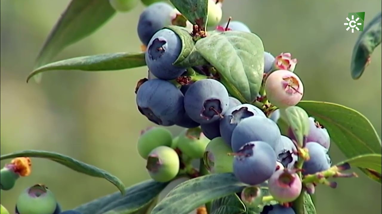 Frutos rojos, Lucena del Puerto y Moguer, Huelva