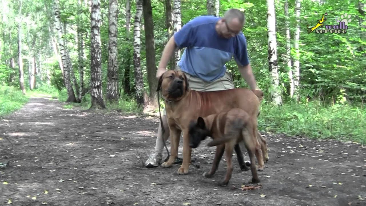 boerboel shepherd