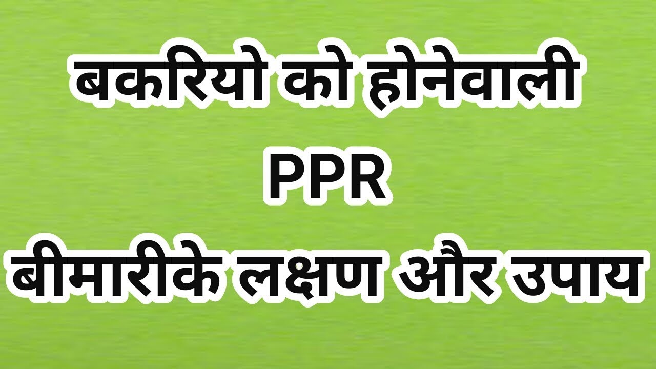 ppr-in-goats-symptoms-and-treatment-ppr