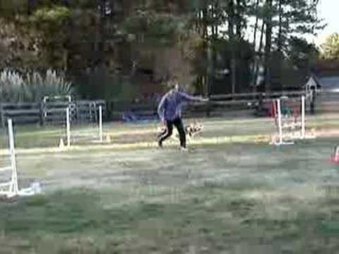 Lance and Shelly on a jumpers agilty course