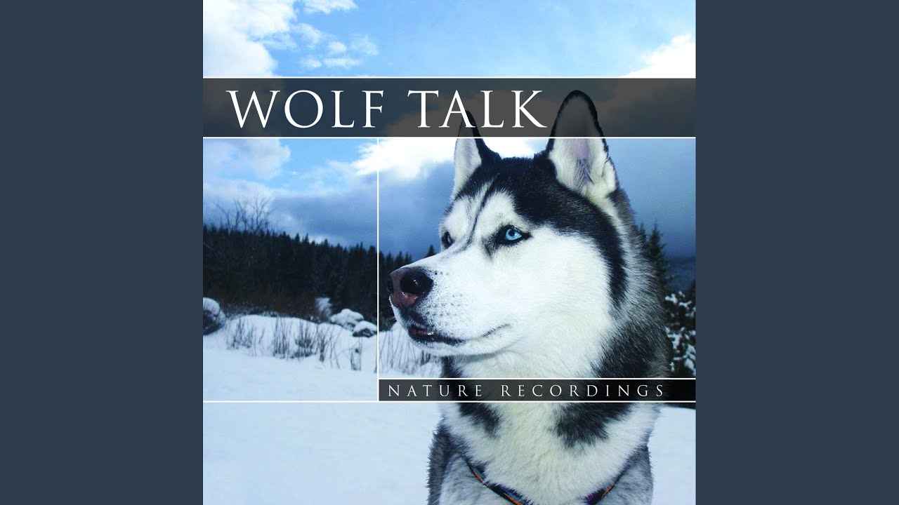 Assista a 9 Wolf Talk no YouTube Assista a 9 Wolf Talk no YouTube