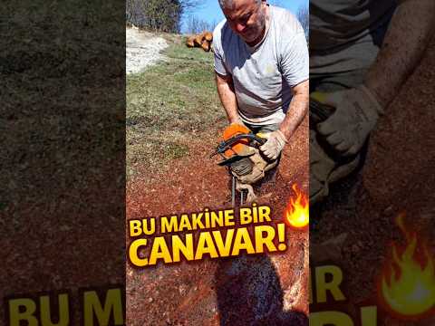 Ağaç Soyma Sanatı: Çam Soyma Makinesi İş Başında! 🔥 #shorts #woodworking