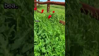 WHAT is BETTER? Wine & Flowers Wildseed Vineyards Fredericksburg Texas #rvlife #wine #flowers