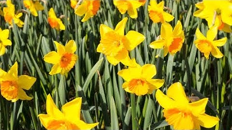 Chapter 1 Daffodils book exercises
