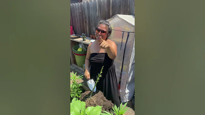 Harvesting Cannabis Roots and SWEATING