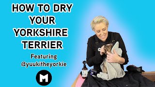 How to dry your Yorkshire terrier