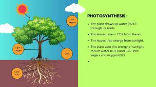 Photosynthesis Explained | How Plants Turn Sunlight into Energy #shorts #ytvideos