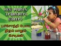How plants Transport Water from its root to other parts? 5 minutes quick science activity for kids