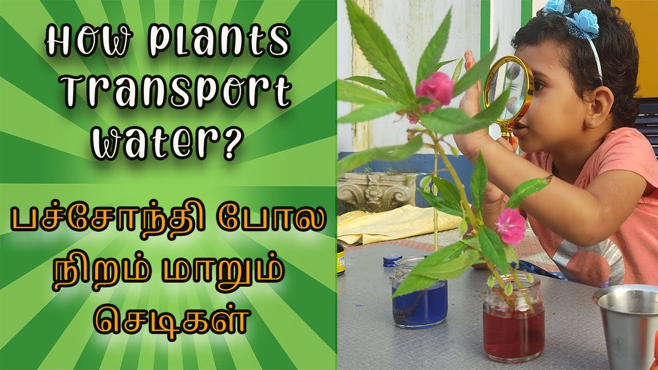 How plants Transport Water from its root to other parts? 5 minutes quick science activity for kids