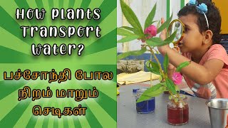How plants Transport Water from its root to other parts? 5 minutes quick science activity for kids