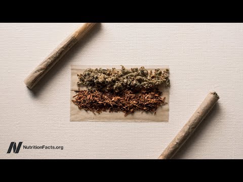 Video: Pot pro Spot? Lékařské marihuany není jen pro lidi