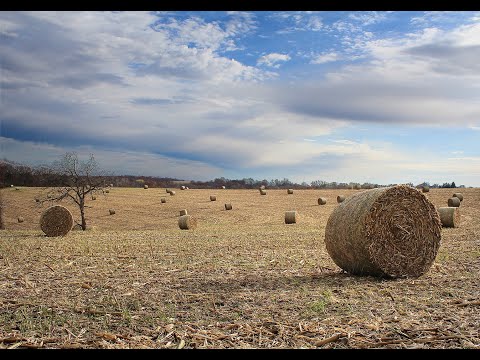 Campi di grano