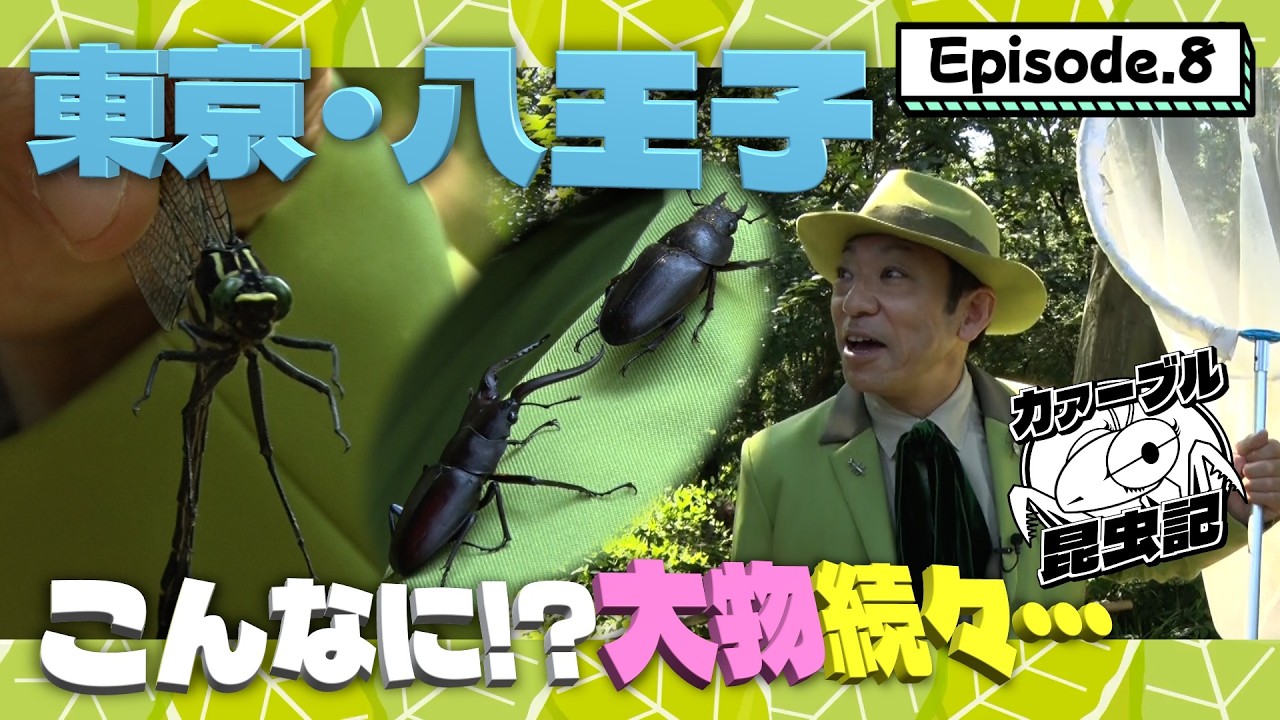 去年の夏は良い虫とりでした！