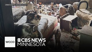 71 cats rescued from Minnesota property