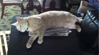 FUNNY CAT - DEVIL KITTY ATTACKS - Hilarious!