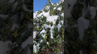 Снегопад на Кубани