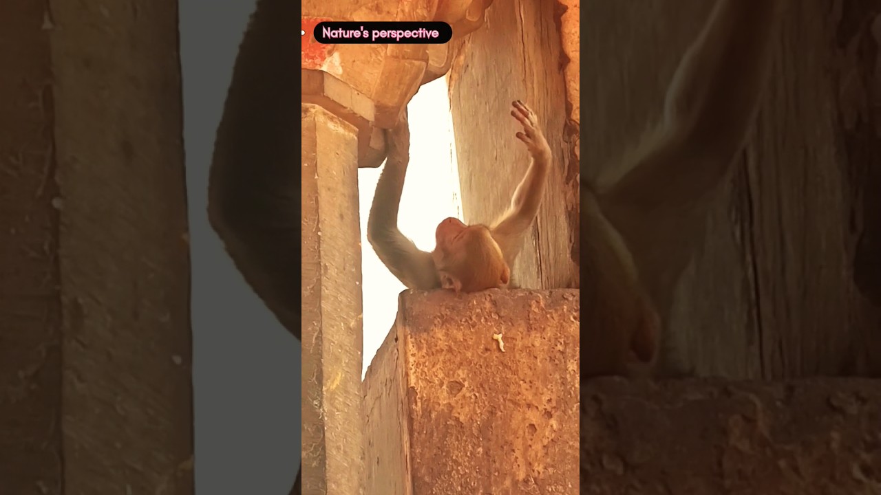 Lazy monkey 🐒|aalasi bandar