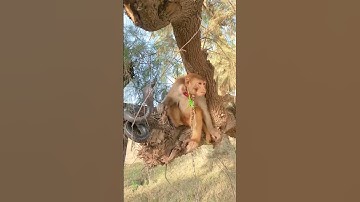 Black cobra Monkey short video catching snakes #monkey #cobravsmongoose #kingcobra #snakeandmongo