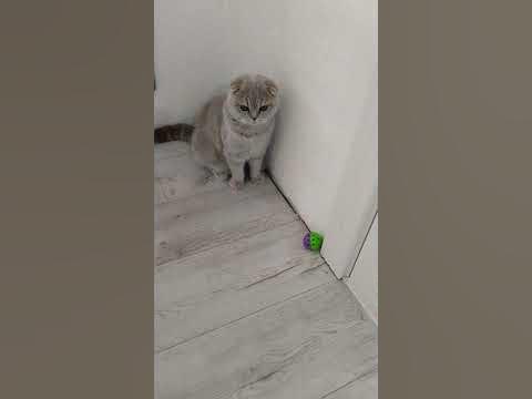 Cats69 #shorts - YouTube
