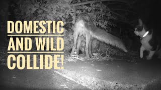Hedgehog, Fox & Cat Trail Camera Footage. Night Time Wildlife May 2024. #wildlife #cat #Sandwell