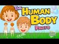 The human body parts in English for kids - Anatomy vocabulary