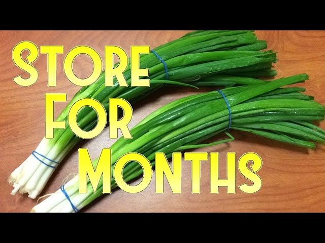 How to Store Spring Onion for Months