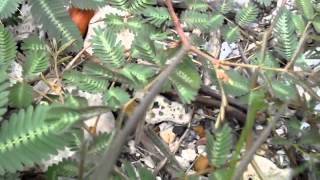 Tickle Me Plants In Colombia