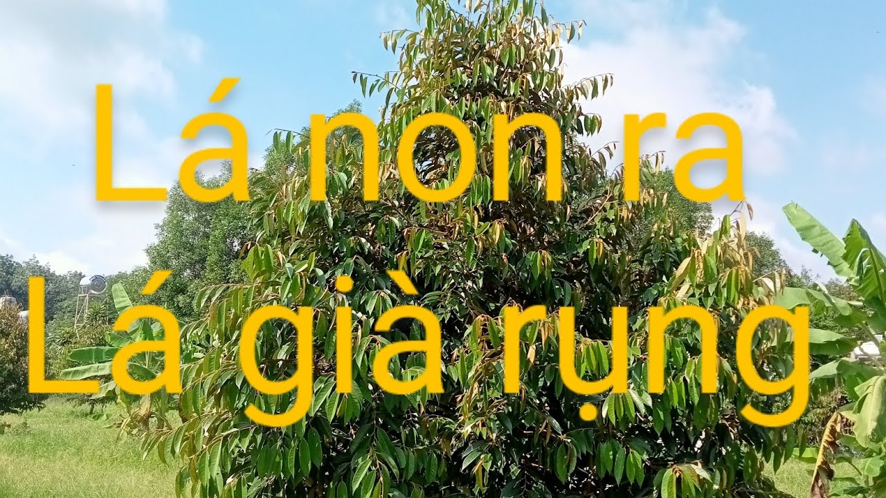 nguyên nhân lá non ra lá già rụng..út hiền 0978603449