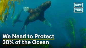 Why We Must Protect 30% of the Ocean By 2030 | NowThis Earth