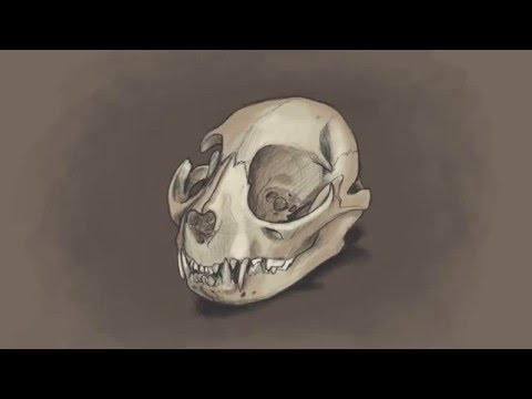 Cat Predator Skull Dead Animal Engraving Hand Drawing Head Skull Skeleton  Sketch Boho Style Tattoo Vector Stock Illustration - Download Image Now -  iStock