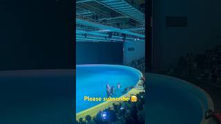 #dolphin #camping #zoo #summer #subscribe #deniz #havuz #kolmården